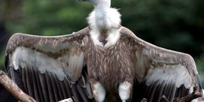 How Vulture Delivered Letter