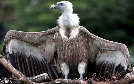 How Vulture Delivered Letter