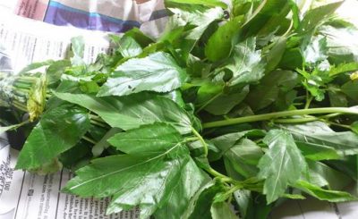 Health Benefits Of Ewedu leafs