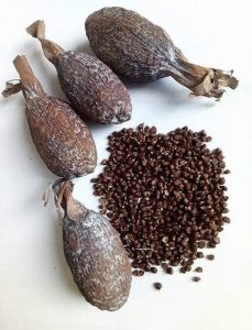 Spiritual Meanings Of Alligator Pepper