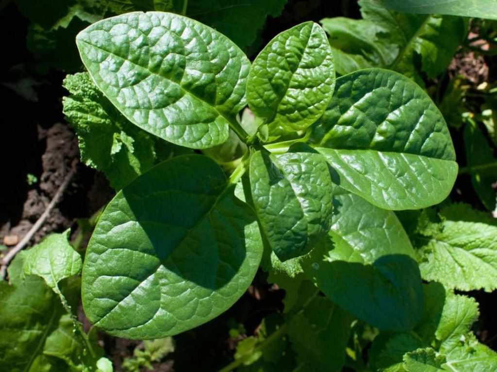 KombackBlog - Health Benefits Of Alugbati Leaves