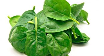Health Benefits of Alugbati Leaves
