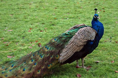 How To Start A Peacock Farm In Nigeria