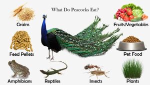 How To Start A Profitable Peacock Farm In Nigeria