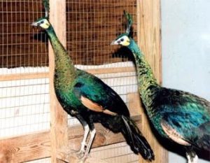 How To Start A Profitable Peacock Farm In Nigeria