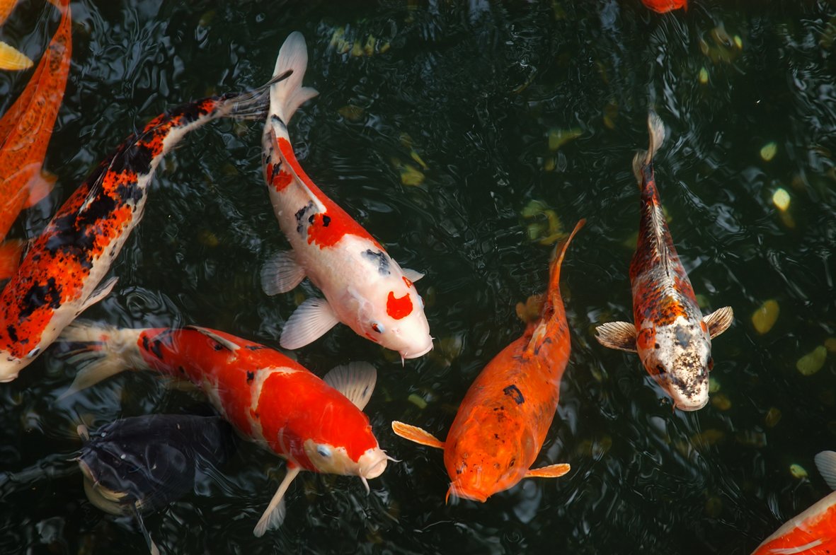 Fish Hatchery Business In Nigeria