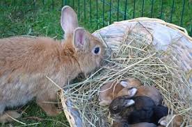 How Lucrative Is Rabbit Farming In Nigeria