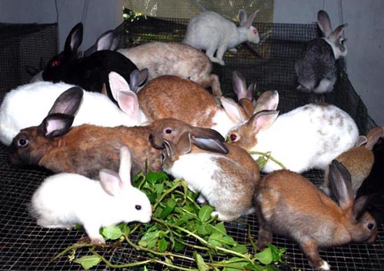How Lucrative Is Rabbit Farming In Nigeria