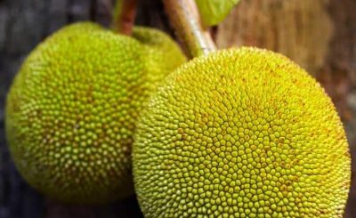 Health Benefits Of Breadfruit