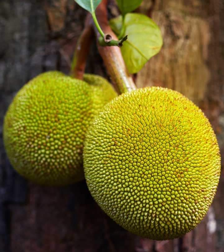 Health Benefits Of Breadfruit
