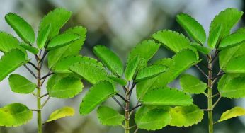 Miracle Leaf Benefits: Heal Mind, Body & Soul Fast