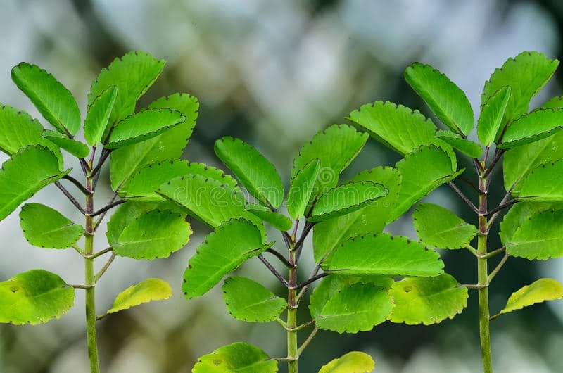 Discovering The Healing Power Of Miracle Leaf