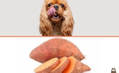 Sweet Potatoes For Dogs