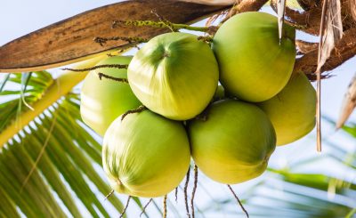 Coconut Water And It's Benefits
