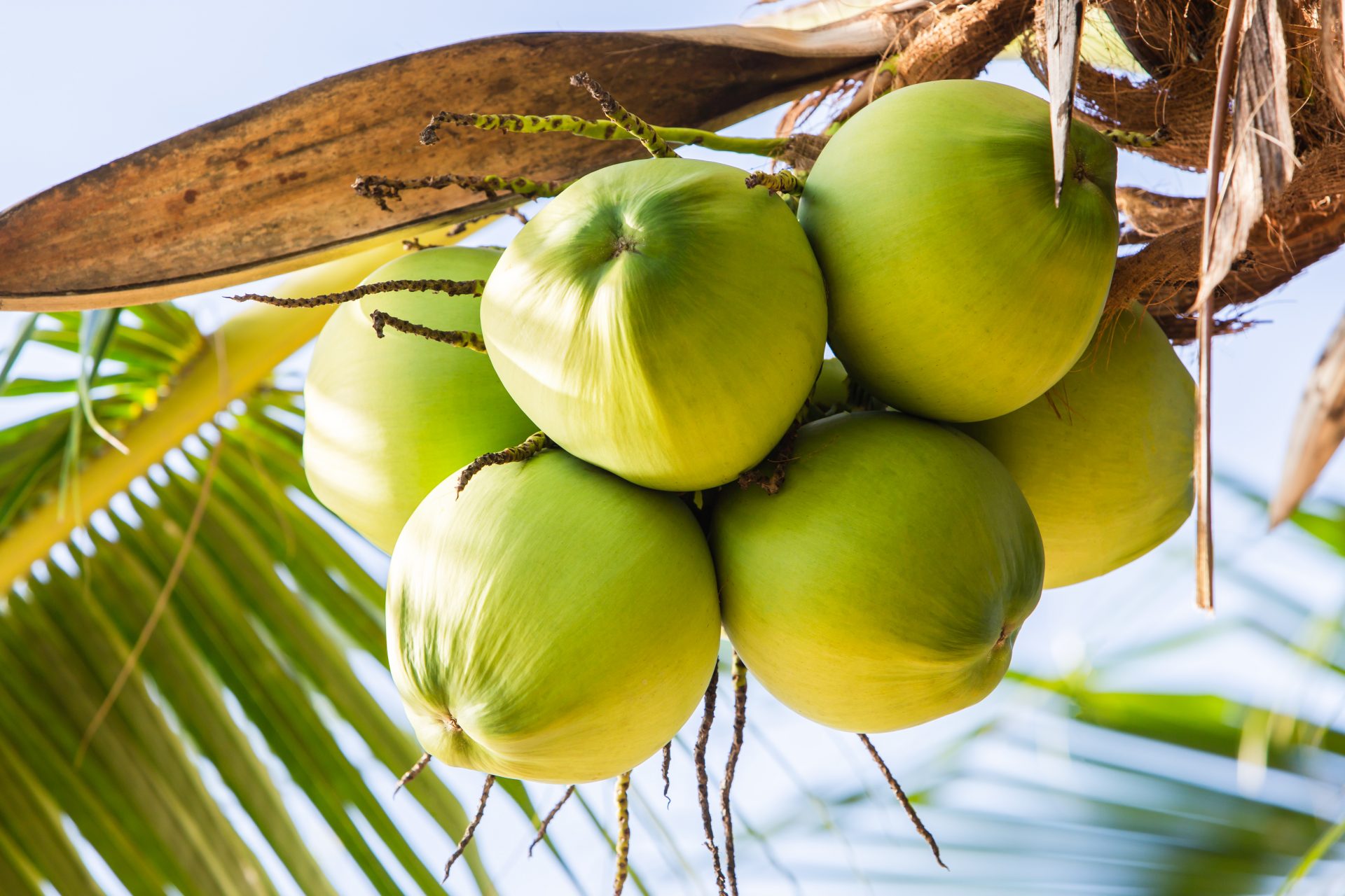 Coconut Water And It's Benefits