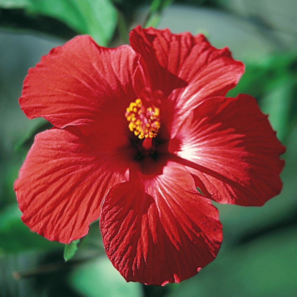 Benefits Of Hibiscus Flower