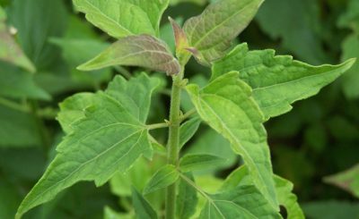 Health Benefits Of Siam Weed