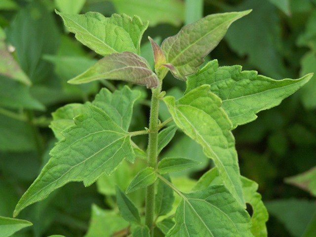 Health Benefits Of Siam Weed