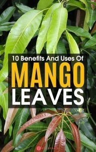 Health Benefits Of Mango Leaves