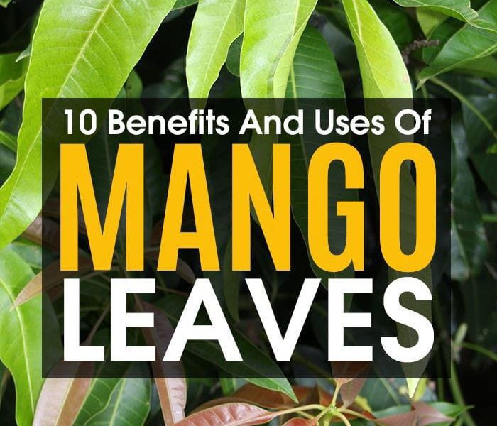 Health Benefits Of Mango Leaves