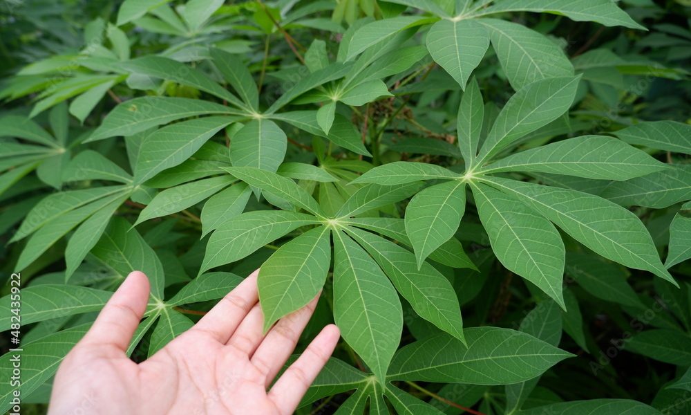 Cassava Leaves And It's Health Benefits