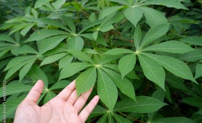 Cassava Leaves And It's Health Benefits