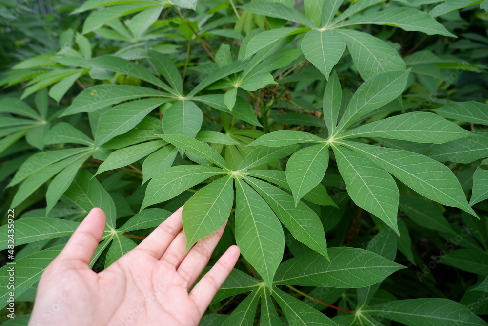 Cassava Leaves And It's Health Benefits