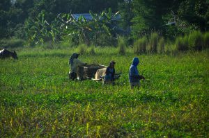 Organic Farming In Nigeria: Rise, Opportunities & Challenges