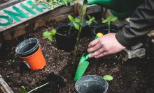 Organic Farming in Nigeria: Rise & Opportunities