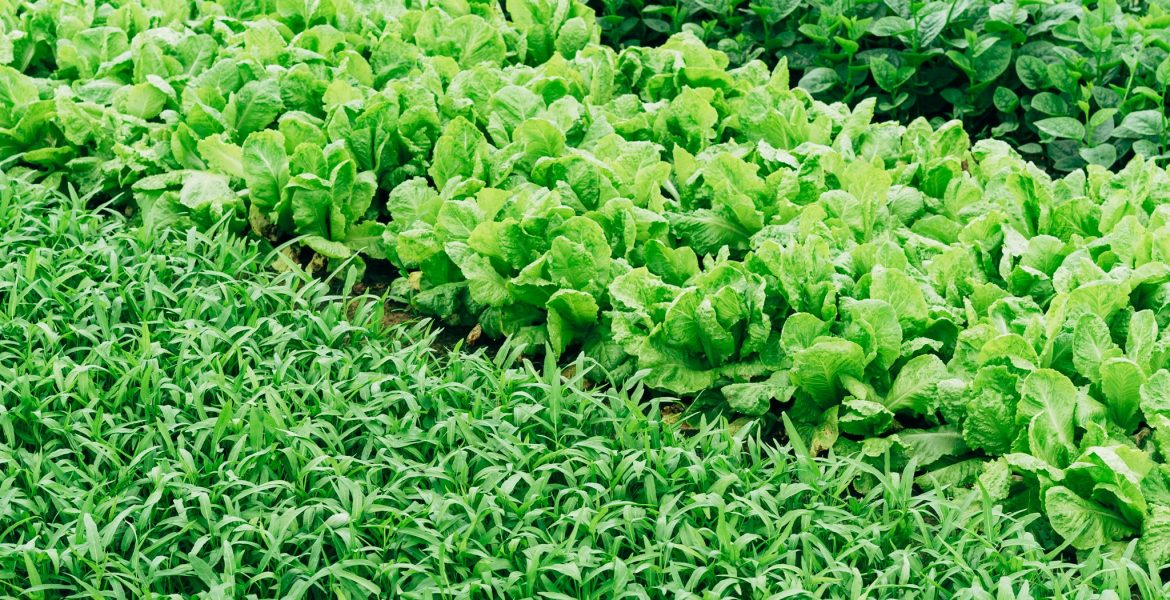 How To Start An Agricultural Export Business In Nigeria