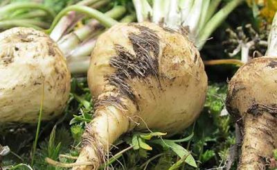 Buy Maca Root in Nigeria – Boost Hormones