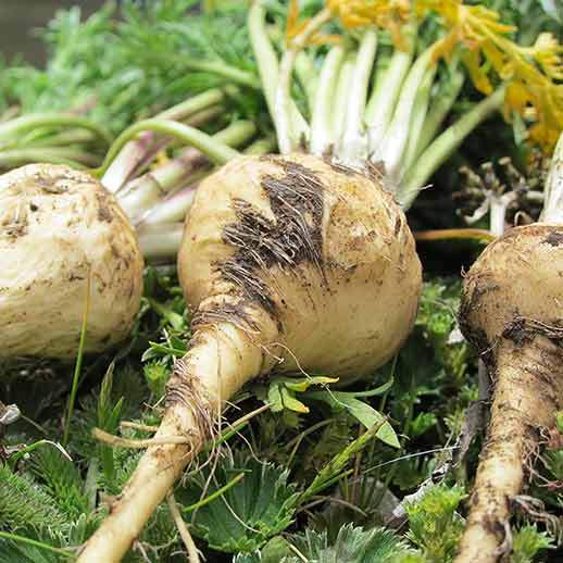 Buy Maca Root in Nigeria – Boost Hormones