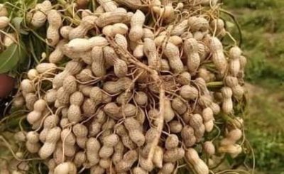 Groundnut Health Benefits: Nutrition & Skin