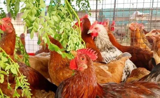 Moringa Leaves for Poultry: Boost Growth