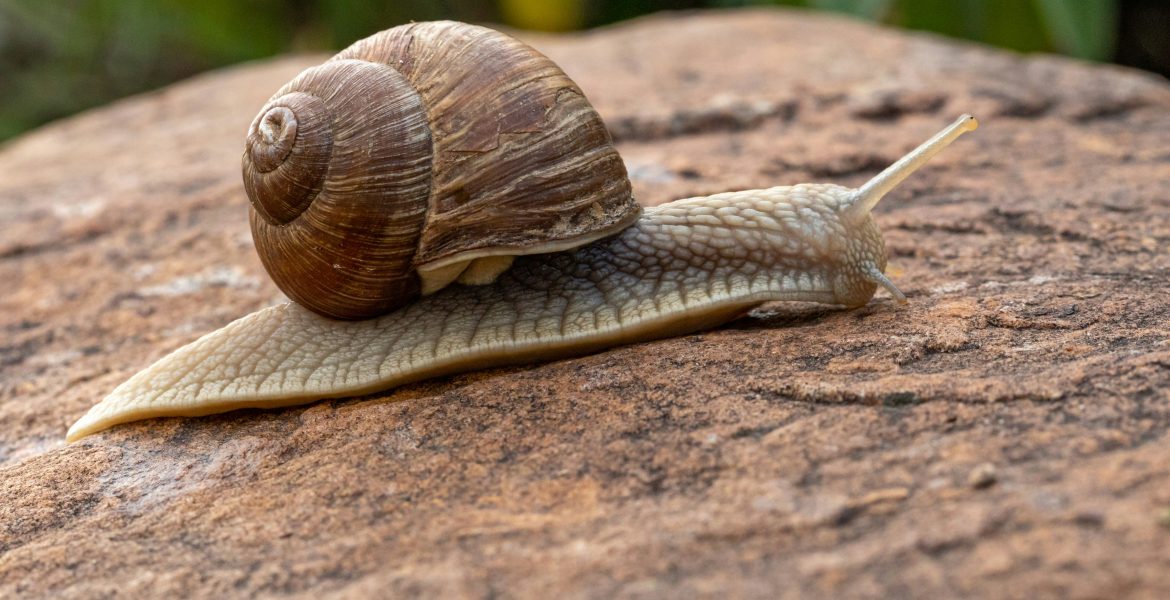 How to Start Snail Farming (Heliciculture) in Nigeria