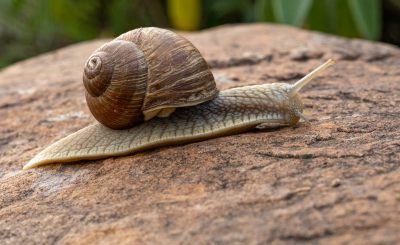 How to Start Snail Farming (Heliciculture) in Nigeria
