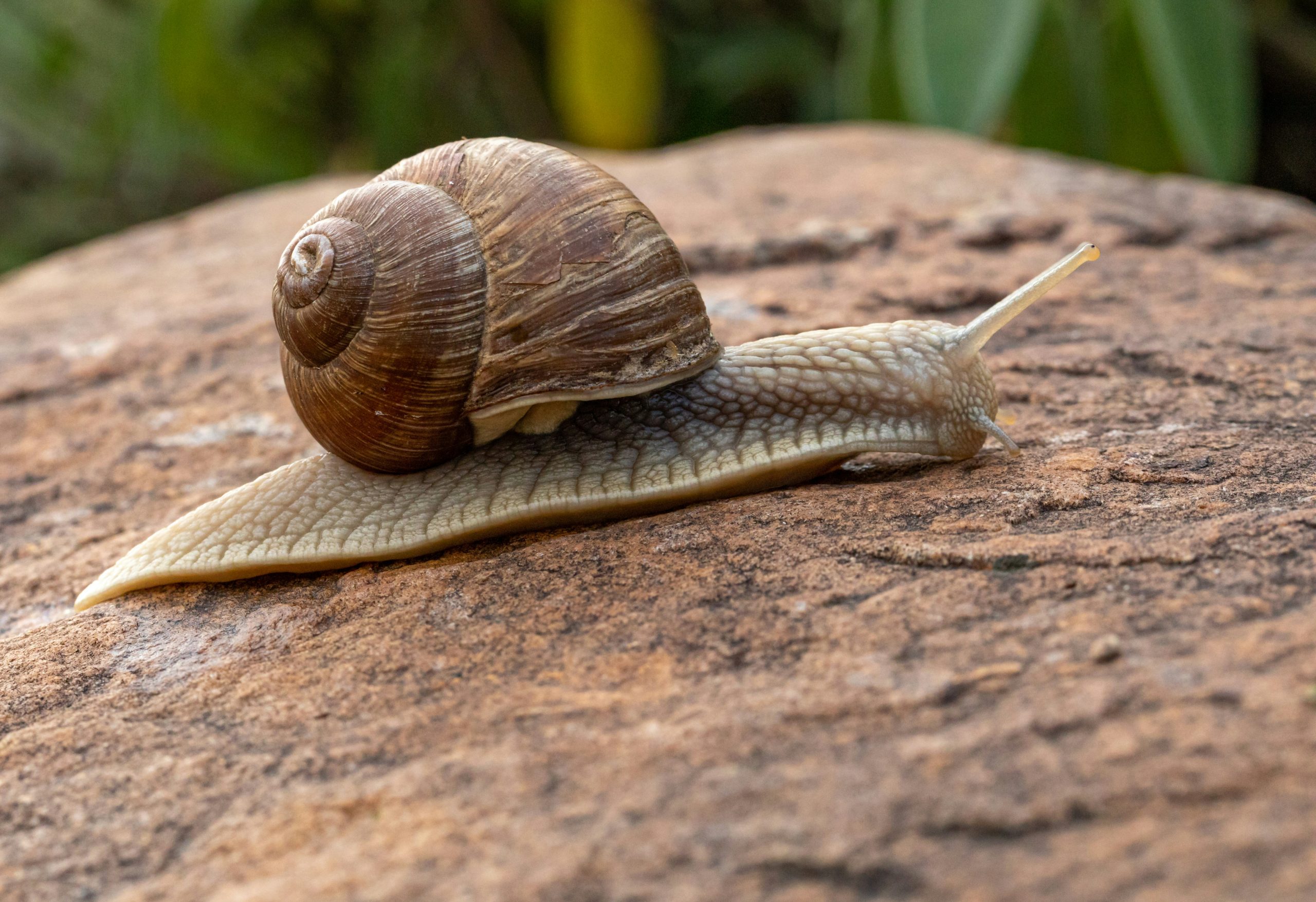 How to Start Snail Farming (Heliciculture) in Nigeria